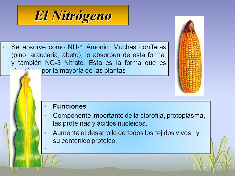 funcion de los minerales en las plantas